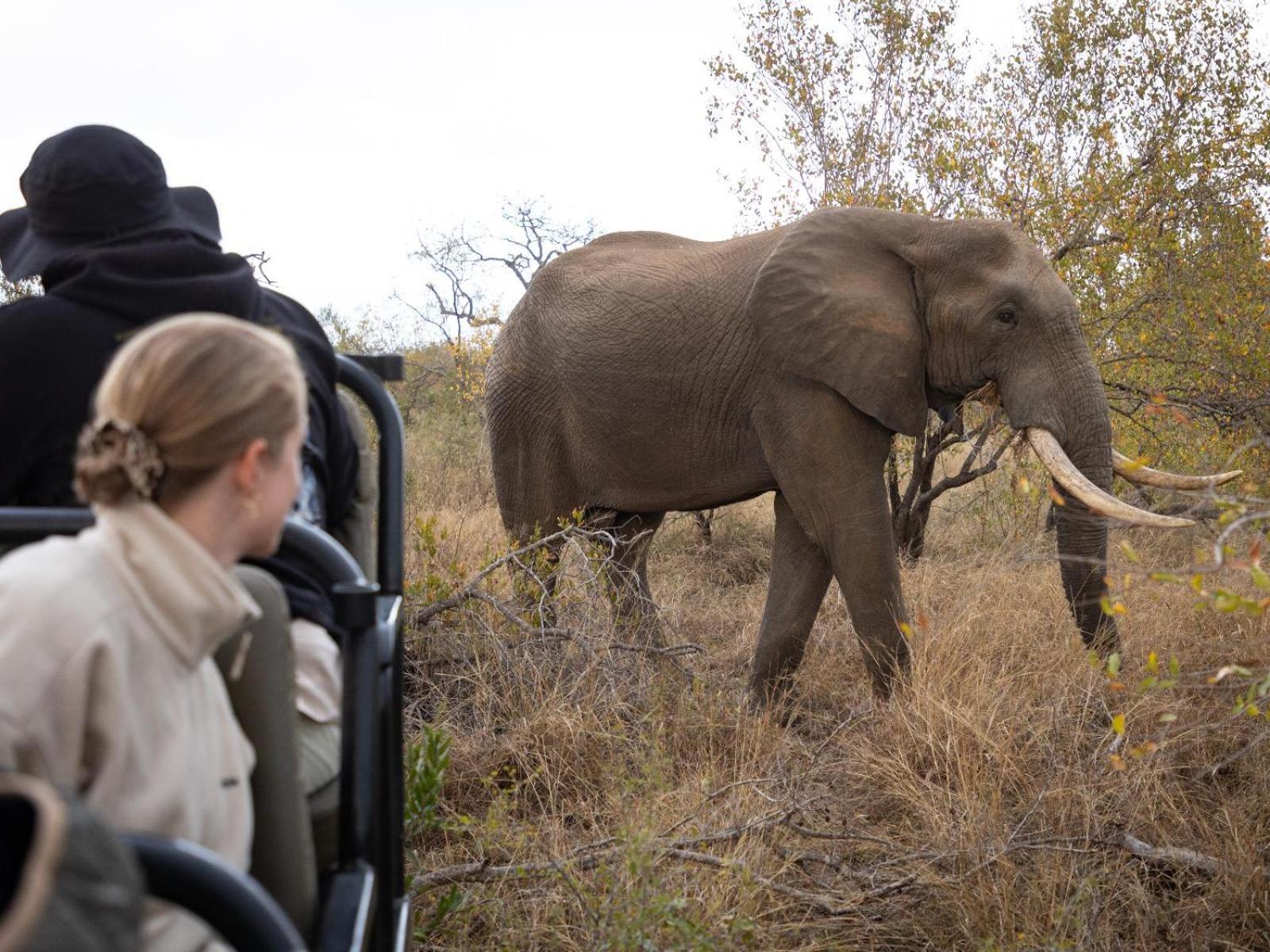 Kwambili Game Lodge Thornybush Game Reserve Exterior foto